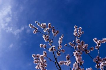 Quel genre d'insectes attaquent les saules pleureurs ?