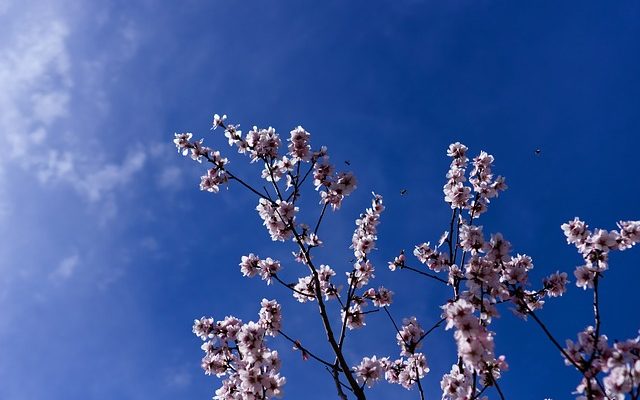 Quel genre d'insectes attaquent les saules pleureurs ?