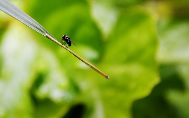 Quelle sorte d'oiseaux pondent des œufs blancs ?