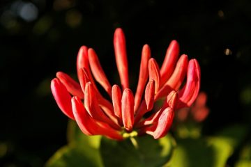 Qu'est-ce qui provoque le flétrissement des vignes de chèvrefeuille ?