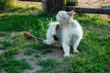 Remède maison pour le traitement des chats contre les puces.