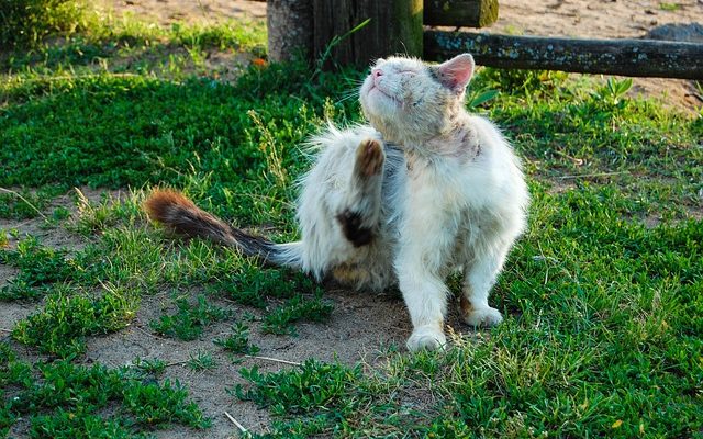 Remède maison pour le traitement des chats contre les puces.