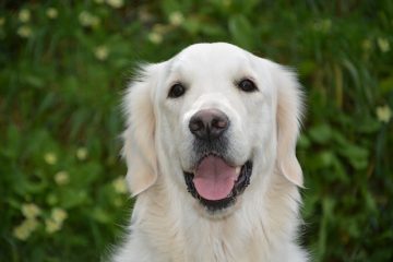 Traumatisme crânien et élèves restreints chez les chiens.