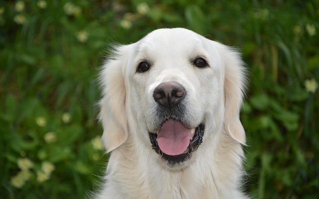 Traumatisme crânien et élèves restreints chez les chiens.