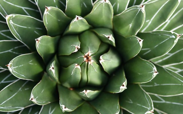 Utilisations de l'aloe vera pour les soins de la peau