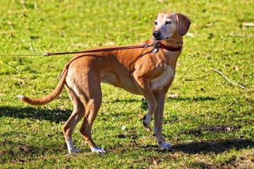 À propos des pattes douloureuses chez les chiens