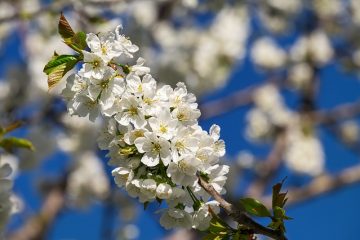 Cerisiers à floraison hivernale