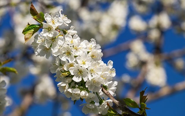 Cerisiers à floraison hivernale