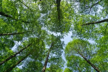 Combien coûte la construction d'une cabane en bois rond ?