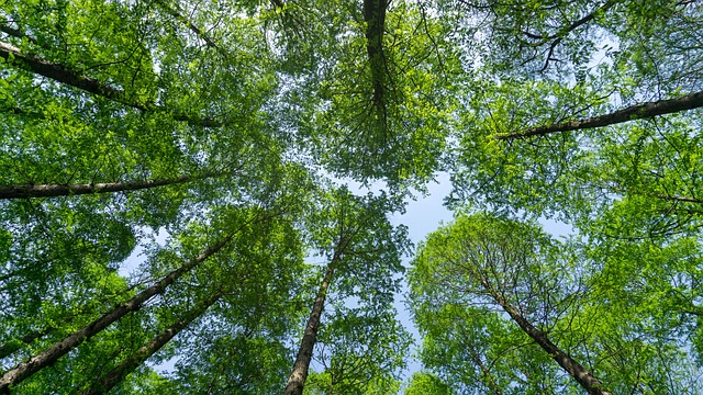 Combien coûte la construction d'une cabane en bois rond ?