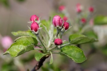 Combien de temps faut-il à un citronnier pour produire des fruits ?