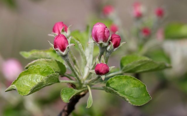 Combien de temps faut-il à un citronnier pour produire des fruits ?