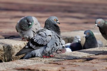 Comment arrêter les attaques d'épervier sur les pigeons