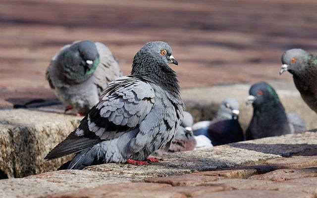 Comment arrêter les attaques d'épervier sur les pigeons