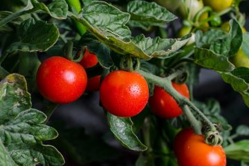 Comment conserver les fruits et légumes dans une feuille d'aluminium