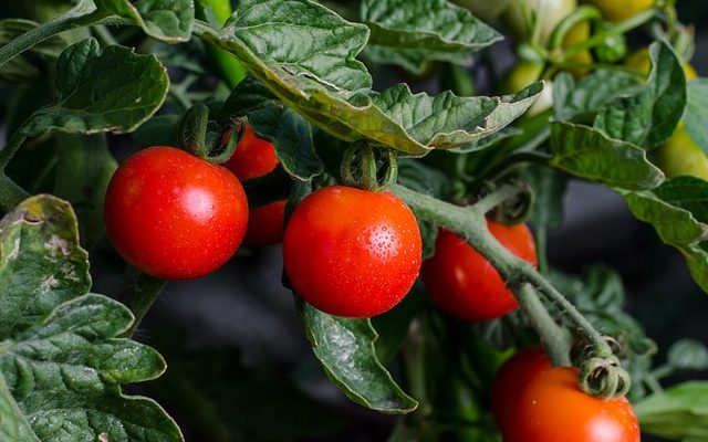 Comment conserver les fruits et légumes dans une feuille d'aluminium