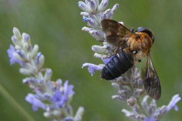 Comment conserver une fleur fraîche en résine