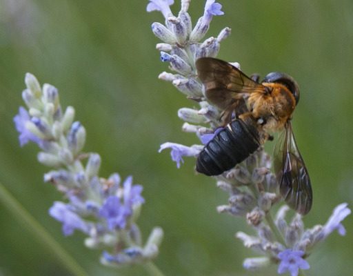 Comment conserver une fleur fraîche en résine