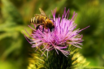 Comment convertir le Nectar en miles aériens