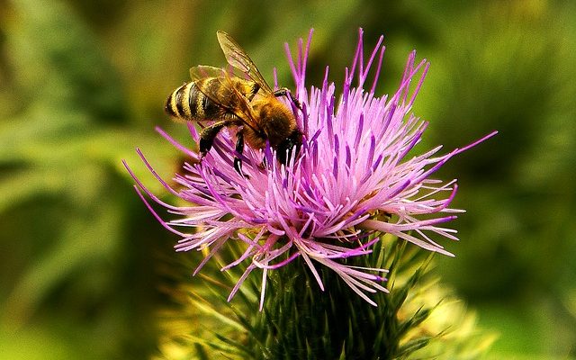 Comment convertir le Nectar en miles aériens