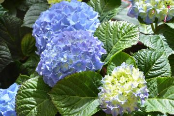 Comment cultiver des hortensias en conteneurs