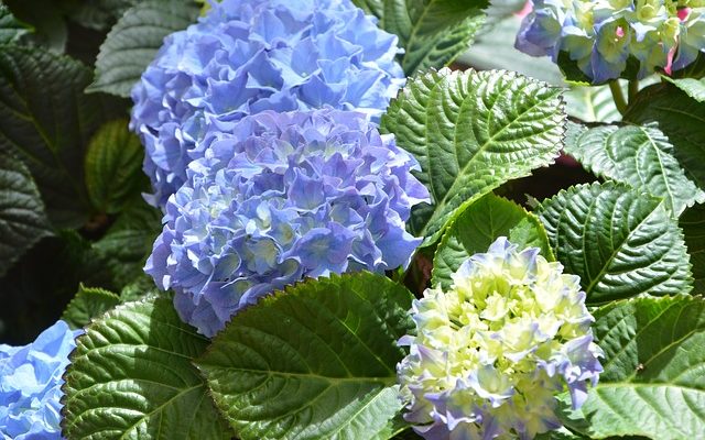 Comment cultiver des hortensias en conteneurs