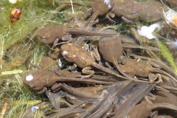 Comment élever des bébés grenouilles