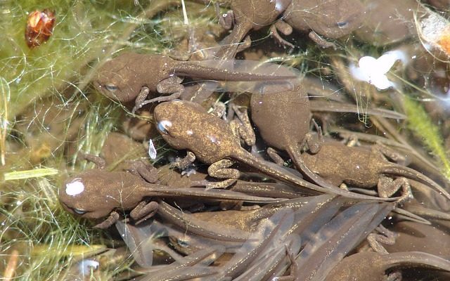 Comment élever des bébés grenouilles