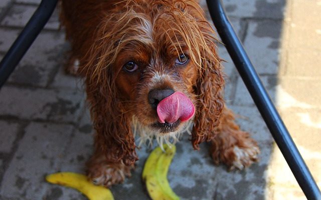 Comment empêcher un chien de lécher des plaies