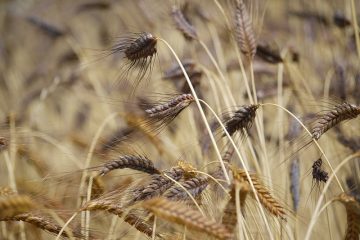 Comment entraîner les mûres de mûrier