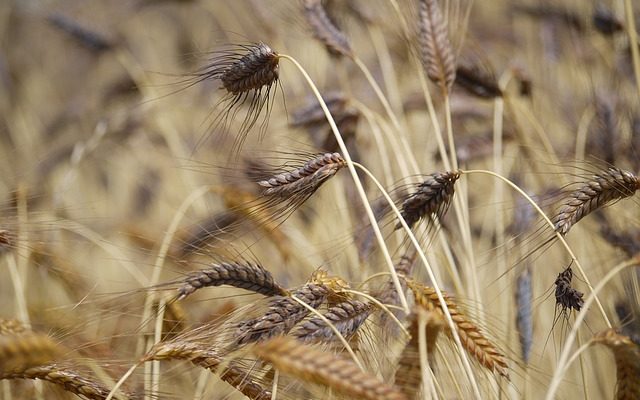 Comment entraîner les mûres de mûrier