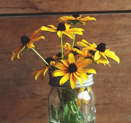 Comment entretenir les marguerites gerberas d'intérieur