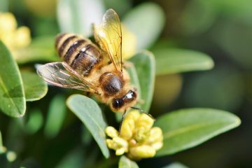 Comment faire du sirop contre la toux avec du miel