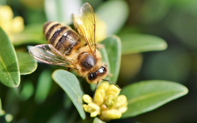 Comment faire du sirop contre la toux avec du miel