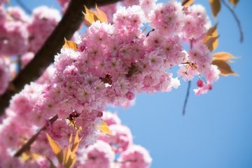 Comment faire pousser des cerises en serre