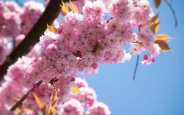 Comment faire pousser des cerises en serre