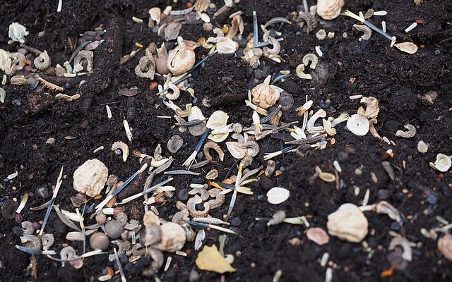 Comment faire pousser des graines de pétunia à vagues