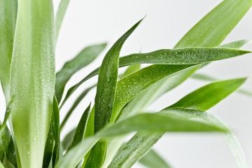 Comment faire revivre une plante de yucca