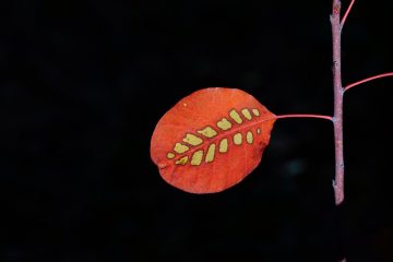 Comment identifier les feuilles avec une tige rouge