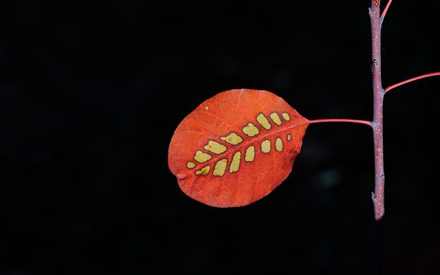 Comment identifier les feuilles avec une tige rouge