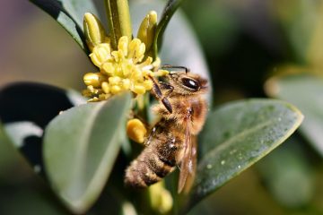 Comment les abeilles fabriquent-elles un rayon à miel ?