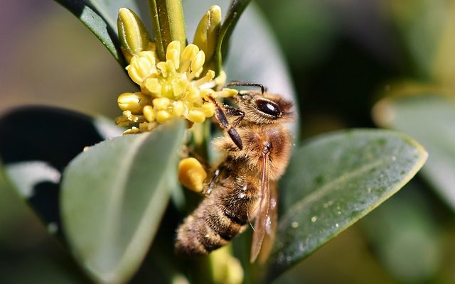 Comment les abeilles fabriquent-elles un rayon à miel ?