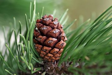 Comment mélanger l'huile d'arbre à thé avec d'autres choses