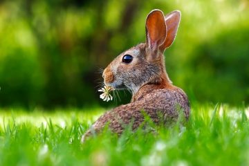 Comment puis-je connaître l'âge de mon bébé lapin ?