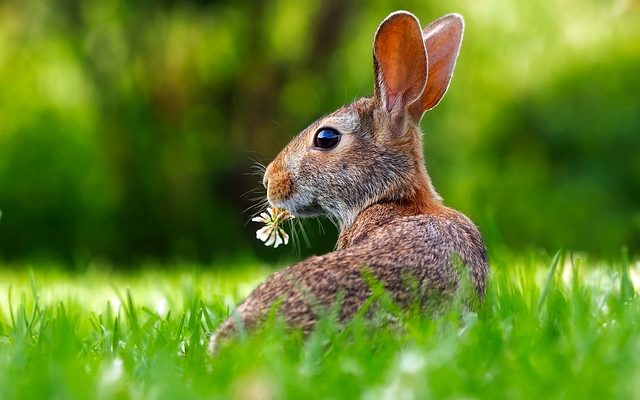 Comment puis-je connaître l'âge de mon bébé lapin ?