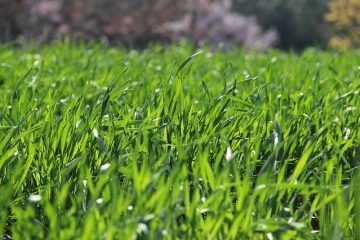 Comment ralentir la croissance de l'herbe à gazon