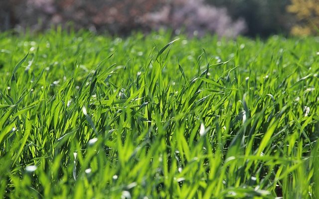 Comment ralentir la croissance de l'herbe à gazon