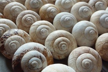 Comment se débarrasser des escargots d'aquarium