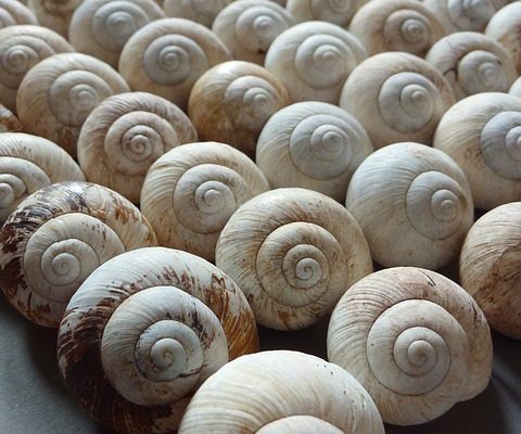 Comment se débarrasser des escargots d'aquarium