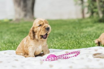 Comment soigner les chiots bouledogues anglais nouveau-nés